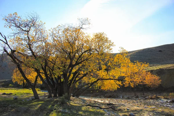 Beautiful Yellow Trees River Khizi Region Azerbaijan — Stock Photo, Image