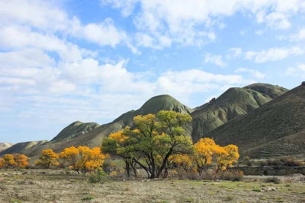 Beautiful Yellow Trees River Khizi Region Azerbaijan — Stock Photo, Image