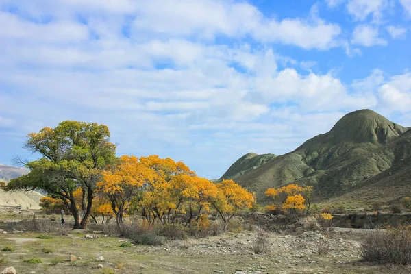 Beautiful Yellow Trees River Khizi Region Azerbaijan — Stock Photo, Image