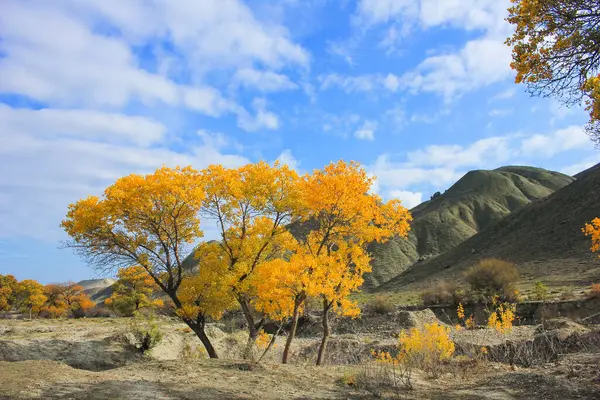 Beautiful Yellow Trees River Khizi Region Azerbaijan — Stock Photo, Image