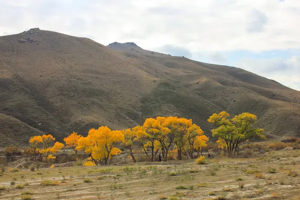 Bellissimi Alberi Gialli Vicino Fiume Regione Dei Khizi Azerbaigian — Foto Stock