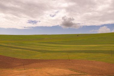Mavi gökyüzü ile güzel hardal tarlası.