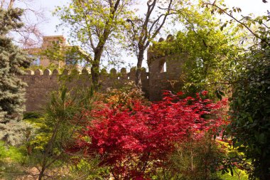Bakü. Azerbaycan. 04.27.2022. Valinin bahçesinde kırmızı yapraklı güzel bir ağaç.