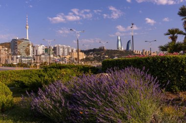 Bakü. Azerbaycan. 06.21.2022. Şehir bulvarında mor lavanta çiçekleri.