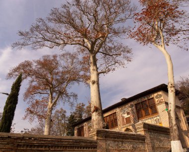 Sheki. Azerbaycan. 11.25.2022. Han 'ın sarayının avlusundaki uzun uçak ağaçları..