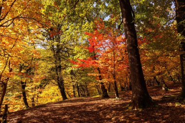 Iron tree with red leaves in the forest. Azerbaijan.