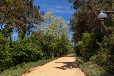 İstanbul. Hindi. 05.12.2025. İnsanlar için yolları olan güzel bir orman parkı. Derbent Park.
