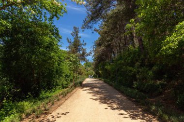 İstanbul. Hindi. 05.12.2025. İnsanlar için yolları olan güzel bir orman parkı. Derbent Park.