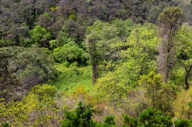 Eğreltiotlarıyla geçilemez güzel bir orman. Belgrad Ormanı. İstanbul. Türkiye.