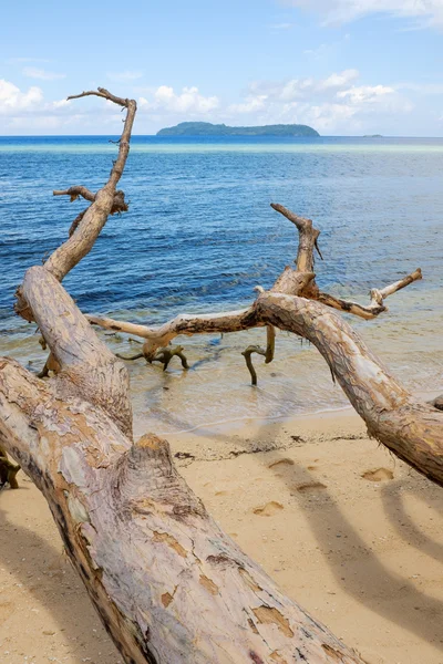 Alberi su una spiaggia tropicale sabbiosa — Foto Stock