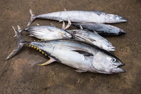 Frischer Thunfisch auf einem Markt in Sri Lanka — Stockfoto