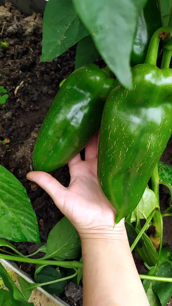 Büyük dolma biber avucunun içinde. Dolmalık biber topluyorum. Bahçede sonbaharda tarım işi.