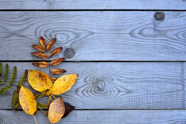Jesień Spadła Żółte Liście Leżą Drewnianych Deskach Drewniany Tło Liść — Zdjęcie stockowe