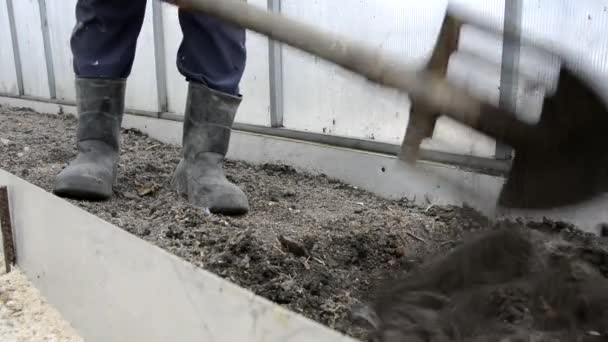 Seorang petani menggali tanah di rumah kaca dengan sekop. Pengerjaan tanah di taman pada musim semi dan musim gugur. Menyiapkan tanah untuk musim dingin. Seorang wanita di sepatu karet menggali tempat tidur di rumah kaca di peternakannya — Stok Video