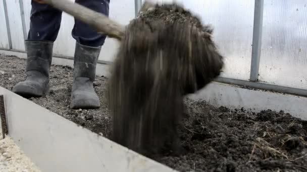 Ένας αγρότης σκάβει τη γη στο θερμοκήπιο με ένα φτυάρι. Εργάζεται στον κήπο την άνοιξη και το φθινόπωρο. Προετοιμασία του εδάφους για το χειμώνα. Μια γυναίκα με λαστιχένιες μπότες σκάβει κρεβάτια σε ένα θερμοκήπιο στη φάρμα της.. — Αρχείο Βίντεο