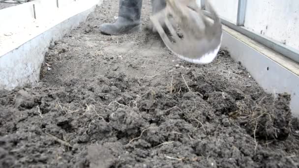 Ένας αγρότης σκάβει τη γη στο θερμοκήπιο με ένα φτυάρι. Εργάζεται στον κήπο την άνοιξη και το φθινόπωρο. Μια γυναίκα χαλαρώνει το χώμα στα κρεβάτια στο θερμοκήπιο της φάρμας της. Προετοιμασία του εδάφους για το wi — Αρχείο Βίντεο