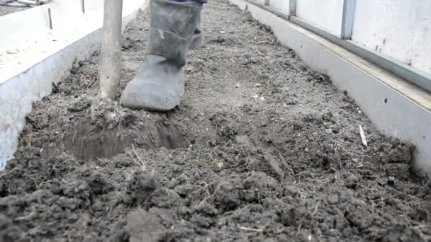 Mempersiapkan tanah untuk musim dingin close-up. Seorang petani menggali tanah di rumah kaca dengan sekop. Pengerjaan tanah di taman pada musim semi dan musim gugur. Seorang wanita di sepatu karet menggali tempat tidur di rumah kaca di — Stok Video