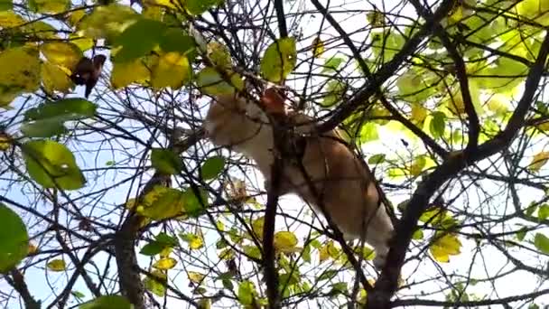 木の猫は鳥を狩っている。赤いかわいい子猫は裸の木の枝に登った。青空に背を向ける秋の日の猫ハンター — ストック動画