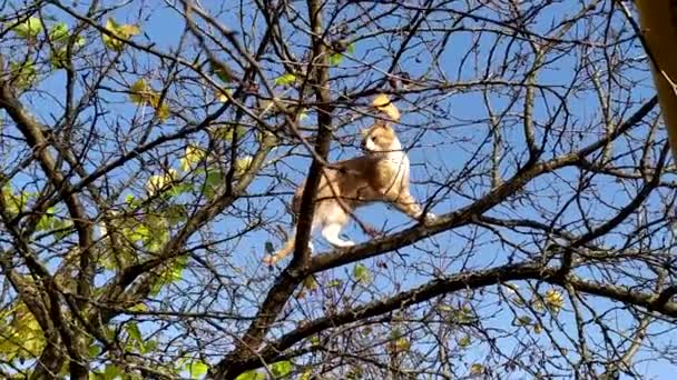 猫は木に登った赤い子猫は裸の木の枝に登り、鳥を探します。青空に背を向ける秋の日の猫ハンター — ストック動画