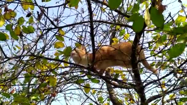 木の猫。赤い子猫は裸の木の枝に登り、鳥を見ます。青空に背を向ける秋の日の猫ハンター — ストック動画