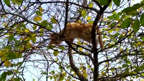 Egy macska a fán madarakra vadászik. Vörös aranyos cica felmászott egy fa ágaira és lenéz. Macskavadász délután a kék ég ellen