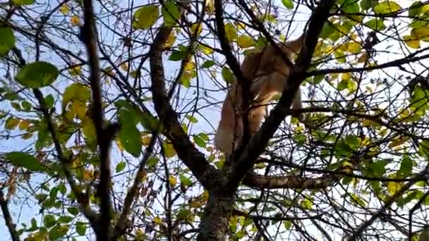 Egy macska a fán madarakra vadászik. Vörös aranyos cica mászott fel egy fa ágaira. Macskavadász egy napos őszi napon a kék ég ellen — Stock videók