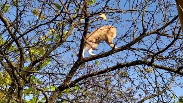 Menetelő macska egy fán. Vörös cica mászott az ágak egy csupasz fa és néz ki a madarak. Macskavadász egy őszi napon a kék ég ellen — Stock videók