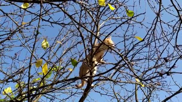 Cat on a tree in March. Red kitten climbed on the branches of a bare tree and looks out for birds. Cat-hunter on an autumn day against the blue sky. — Stock Video
