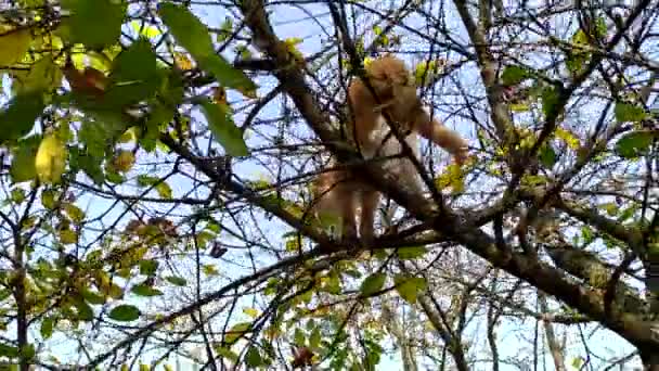 O gato subiu a uma árvore. Gatinho vermelho subiu nos ramos de uma árvore nua e observa os pássaros. Caçador de gatos em um dia de outono contra o céu azul — Vídeo de Stock