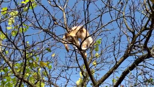 Γάτα σε δέντρο το φθινόπωρο. Κόκκινο γατάκι σκαρφάλωσε στα κλαδιά ενός γυμνού δέντρου και ψάχνει για πουλιά. Κυνηγός γατών σε μια φθινοπωρινή μέρα ενάντια στον γαλάζιο ουρανό. — Αρχείο Βίντεο