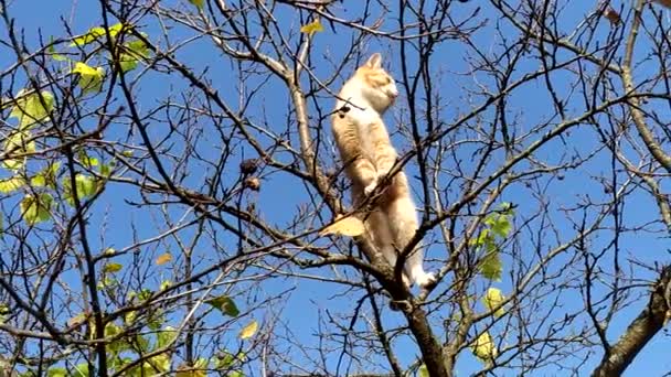 Η γάτα στέκεται σε ένα δέντρο. Κόκκινο γατάκι σκαρφάλωσε στα κλαδιά ενός γυμνού δέντρου και ψάχνει για πουλιά. Κυνηγός γατών σε μια φθινοπωρινή μέρα ενάντια στον γαλάζιο ουρανό — Αρχείο Βίντεο
