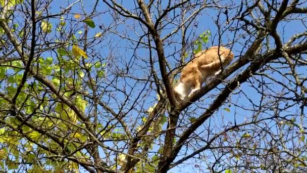 Kot wspiął się na drzewo. Czerwony kotek wspiął się na gałęzie gołego drzewa i wypatruje ptaków. Łowca kotów w jesienny dzień przeciwko błękitnemu niebu — Wideo stockowe