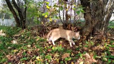 Kırmızı kedi bir sonbahar günü bahçede çimlerin üzerinde yürür. Yürüyüşe çıkmış bir hayvan.