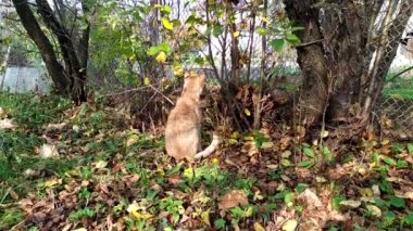 Güneşli bir günde kedi bahçede yürür. Sonbaharda parkta çimlerin ve ağaçların arasında yürüyen tatlı kırmızı kedi yavrusu.