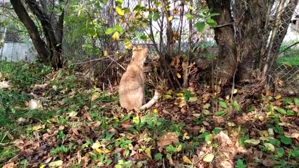 A red kitten walks in the garden on an autumn day and looks over the fence at another cat. Cute pet on a walk — Stock Video