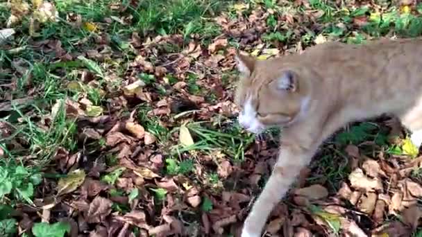 Vörös cica sétál a füvön a kertben egy őszi napon, és elbújik egy fatörzs mögött. Aranyos kisállat egy séta — Stock videók