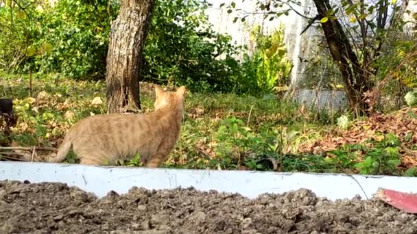 Gatito rojo camina en el jardín entre las camas en un día de otoño y mira a la distancia. Linda mascota en un paseo. — Vídeos de Stock