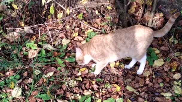 赤い子猫は秋の日に庭の草の上を歩く。散歩中の可愛いペット — ストック動画