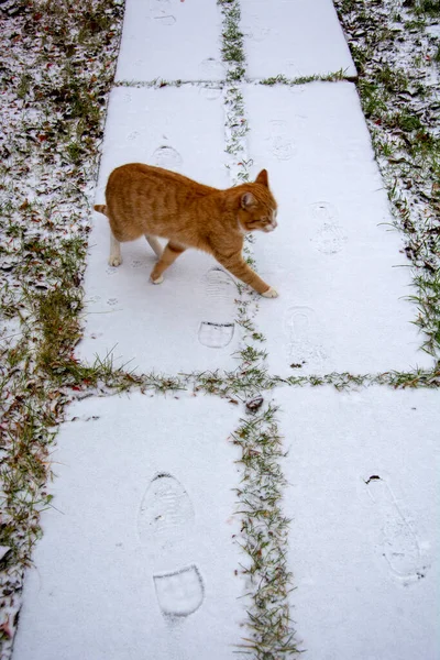 고양이는 걷습니다 길에요 겨울의 — 스톡 사진