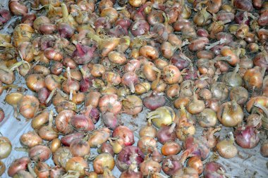 Soğan veriminden bir parça. Sonbahar tarımda sebze toplama işi. Olgun soğan kafalar yerde yatıyor..