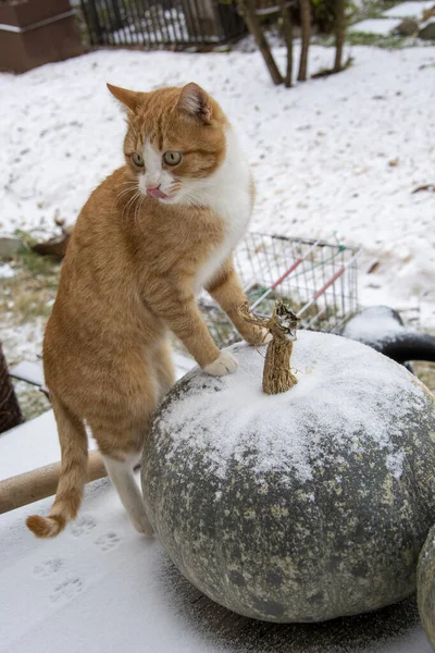 고양이 마리가 겨울날커다란 호박에 호박들 수직적 — 스톡 사진