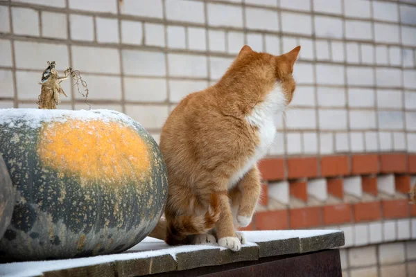 Röd Katt Sitter Bredvid Stor Grön Pumpa Vinterdag Pumpa Snön — Stockfoto