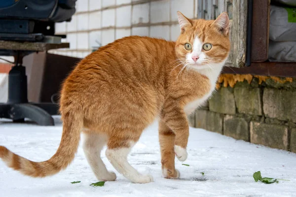 Katten Pumpor Snön Stor Orange Pumpa Och Röd Kattunge Snöig — Stockfoto