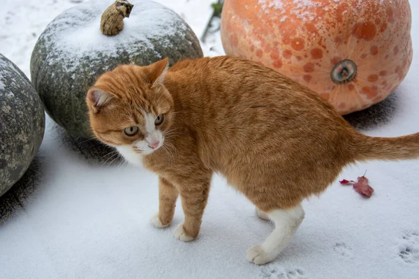 호박에 고양이 눈덮인 배경에는 커다란 오렌지색 호박과 고양이가 서리가 내리는 — 스톡 사진
