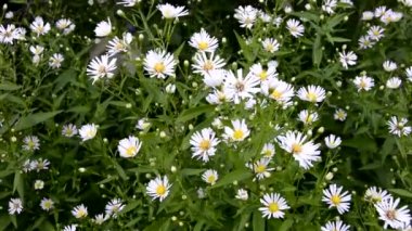 Güzel küçük kasımpatılar rüzgarda savruluyor. Çayırda bir Daisy Bush büyüyor.