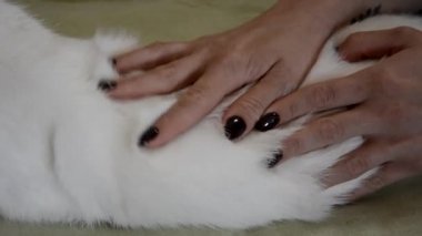 Eller kedinin beyaz kürkünü okşuyor. Siyah jöleli eller evcil hayvanın saçına batar, okşar.