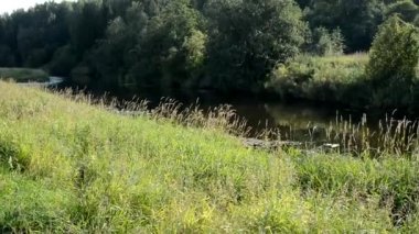 Nehirde sabah manzarası. Çimenli bir göletin kıyısında. Doğanın pitoresk köşesi.