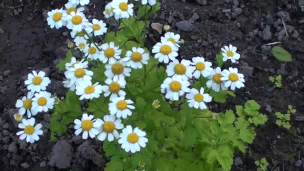 Pequeñas margaritas de cerca. Un arbusto de crisantemos blancos se cultiva en el jardín. — Vídeos de Stock