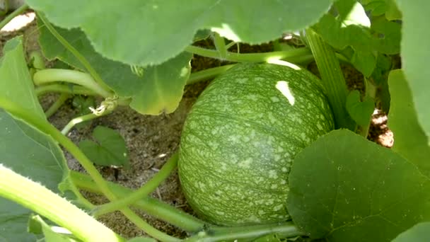 Pumpa växer på åsen. Mognad av grönsaker på tomten på sommaren och hösten. Grön randig ung pumpa. — Stockvideo