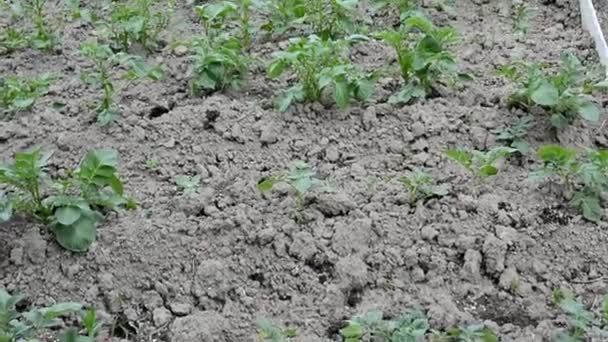 Pommes de terre dans le champ. De jeunes pousses de pommes de terre poussent du sol. La culture des pommes de terre précoces. — Video